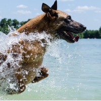 Wasserarbeit als Hundesport