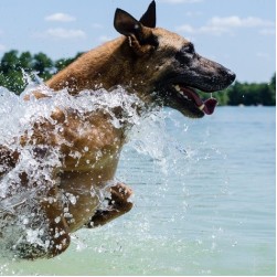 Wasserarbeit als Hundesport