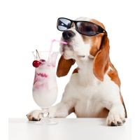 Ziegenmilch als gesunde Option für Ihren Hund