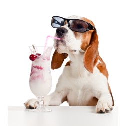 Ziegenmilch als gesunde Option für Ihren Hund