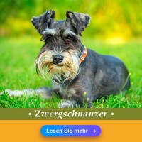 Zwergschnauzer: Hundefutter und Rasseportrait