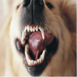 Aggressiver Hund: Ursachen und Tipps für betroffene Halter