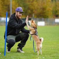 Agility: beliebter Hundesport für aktive Vierbeiner