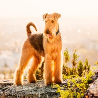 Airedale Terrier: Hundefutter und Rasseportrait