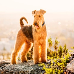 Airedale Terrier: Hundefutter und Rasseportrait