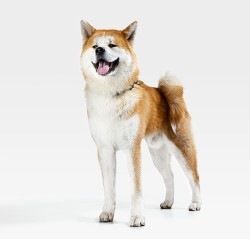 Akita Inu