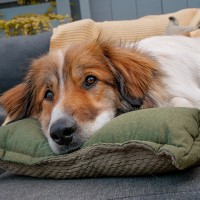 Allergie beim Hund: Symptome, Behandlung und Vorbeugung