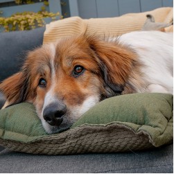 Allergie beim Hund: Symptome, Behandlung und Vorbeugung