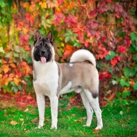 American Akita