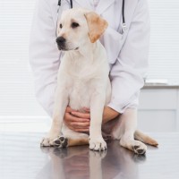 Wie verhält sich ein Hund, wenn die Analdrüse voll ist?