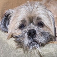 Der unsichtbare Feind: Alles, was Sie über Bandwürmer bei Hunden wissen müssen