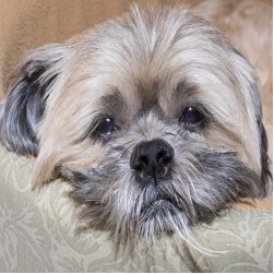 Der unsichtbare Feind: Alles, was Sie über Bandwürmer bei Hunden wissen müssen