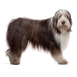 Bearded Collie: Hundefutter und Rasseportrait
