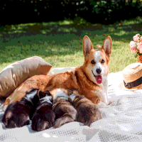 Bedarfsgerechte Ernährung für trächtige Hunde