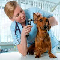 Ohrenentzündung beim Hund - was hilft?