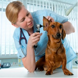 Ohrenentzündung beim Hund - was hilft?