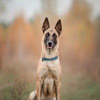 Belgischer Schäferhund