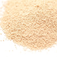 Kann Bierhefe eine Infektion mit Hefepilz auslösen?