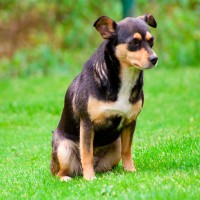 Blasensteine beim Hund erkennen, behandeln und vermeiden