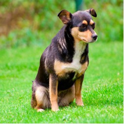 Blasensteine beim Hund erkennen, behandeln und vermeiden