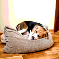 Blähungen beim Hund: Symptome, Ursachen und Behandlung 