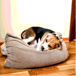 Blähungen beim Hund: Symptome, Ursachen und Behandlung 