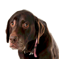 Blasenentzündung beim Hund