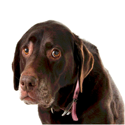 Blasenentzündung beim Hund