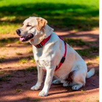 Blindenhunde: Ausbildung, Kosten und geeignete Rassen