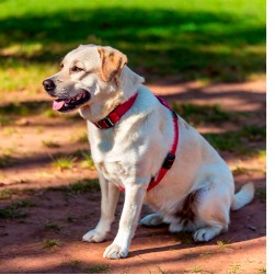 Blindenhunde: Ausbildung, Kosten und geeignete Rassen