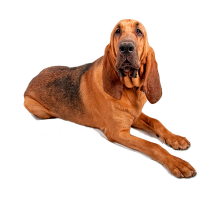 Bloodhound: Hundefutter und Rasseportrait