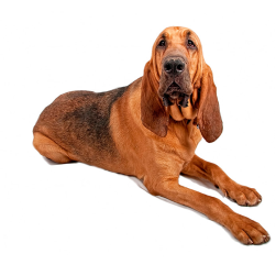 Bloodhound: Hundefutter und Rasseportrait