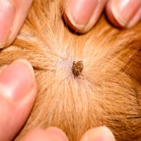 Borreliose beim Hund: die unterschätzte Gefahr