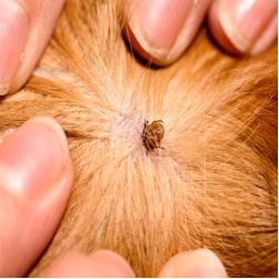 Borreliose beim Hund: die unterschätzte Gefahr