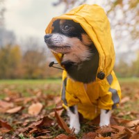 Braucht mein Hund einen Regenmantel?