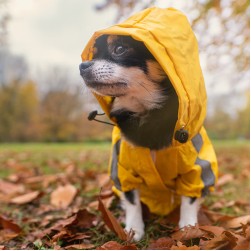 Braucht mein Hund einen Regenmantel?
