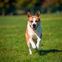 Braunes Sekret im Ohr beim Hund