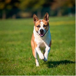 Braunes Sekret im Ohr beim Hund