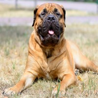 Die sanften Riesen: Ein ausführlicher Blick auf Bullmastiffs