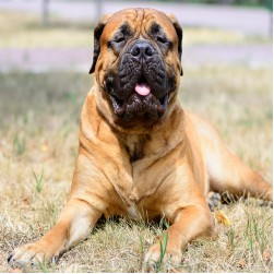 Die sanften Riesen: Ein ausführlicher Blick auf Bullmastiffs