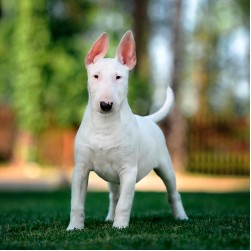 Bullterrier