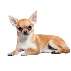 Chihuahua