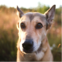 Chondroitin für Hunde