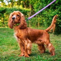 Cocker Spaniel: Hundefutter und Rasseportrait