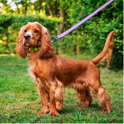 Cocker Spaniel: Hundefutter und Rasseportrait