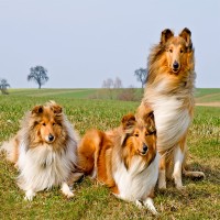 Collie: Hundefutter und Rasseportrait