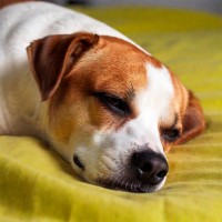 Cushing-Syndrom beim Hund: Ursachen, Symptome und Behandlung