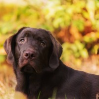 Darmsanierung beim Hund nach Antibiotika