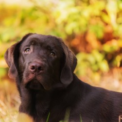 Darmsanierung beim Hund nach Antibiotika