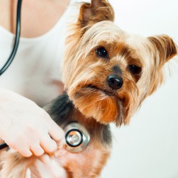 DCM beim Hund: Symptome, Verlauf und Behandlung